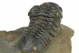 Two Detailed Reedops Trilobite - Atchana, Morocco #283857-4